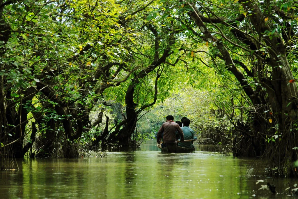 Ratargul Swamp Forest Photos