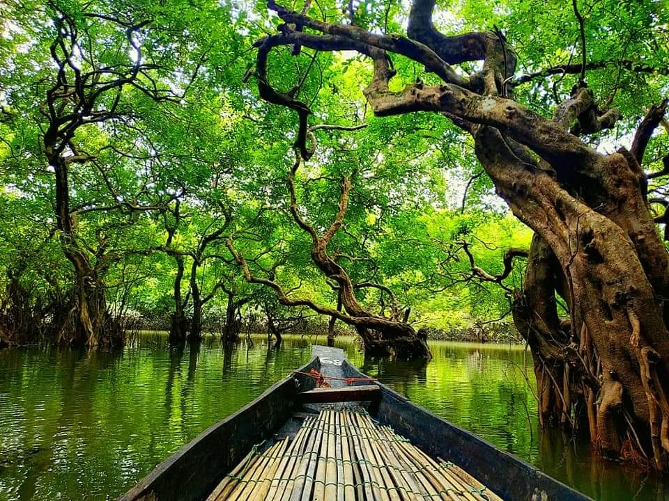 Ratargul Swamp Forest Photos