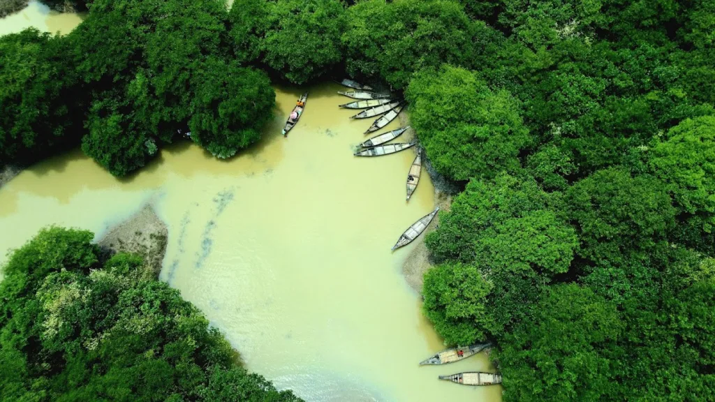 Ratargul Swamp Forest Areal View