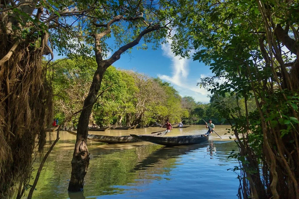 Ratargul Swamp Forest Photos