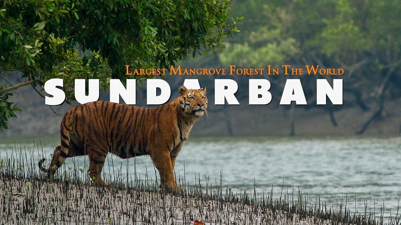 Sundarban Largest Mangrove Forest In The World